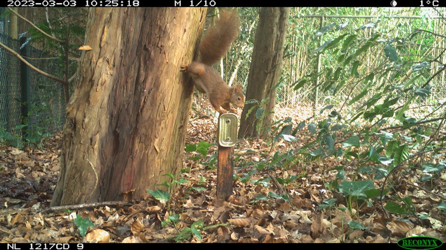 Bericht Egel, vos of das in de tuin? Volg het wildcameraproject bekijken